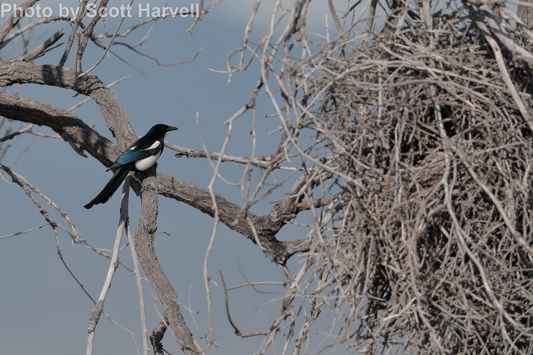 eurasian magpie nest