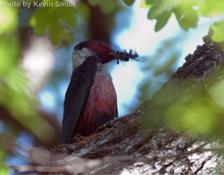 Lewis’ Woodpecker