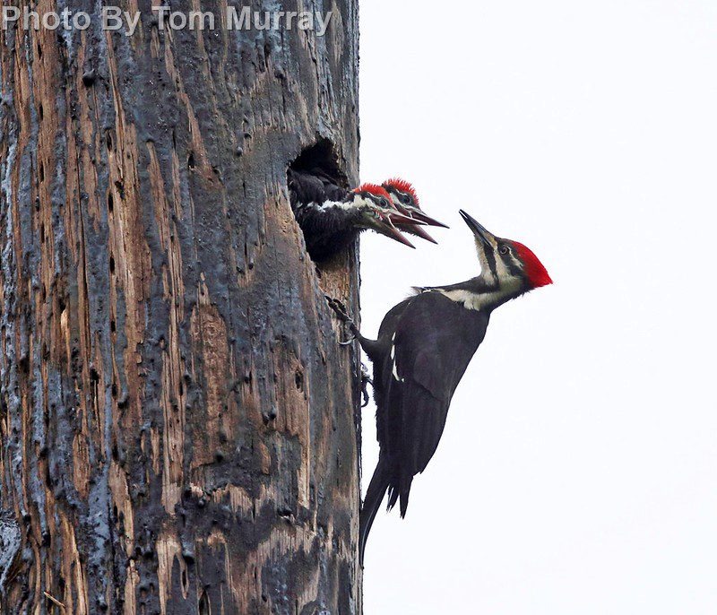 Pileated Woodpecker East Cascades Audubon Society 