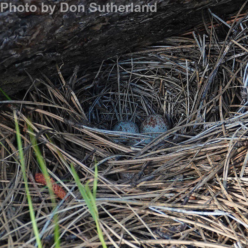 Three Bird Nest – Saltern